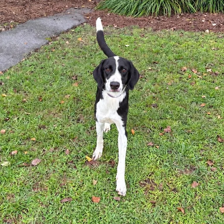 A young medium-sized female Black Border Collie dog named Luna for adoption in Valdosta, GA
