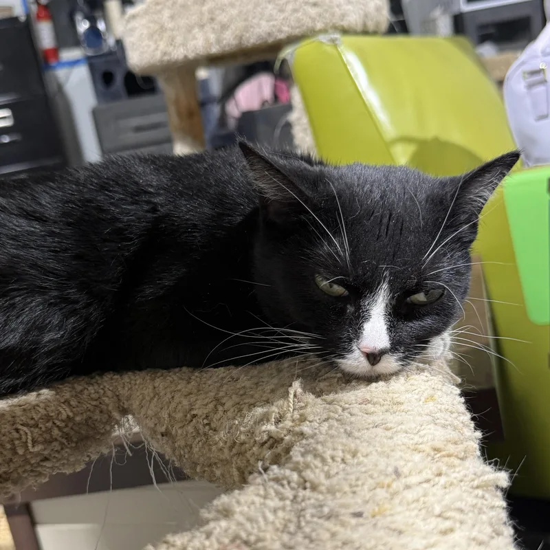 An adult medium-sized female Domestic Short Hair cat named Lil Mama for adoption in De Soto, IA