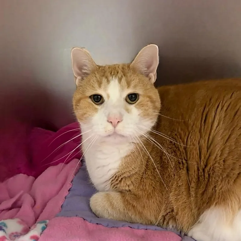 An adult medium-sized male Domestic Short Hair cat named Sherlock for adoption in State College, PA