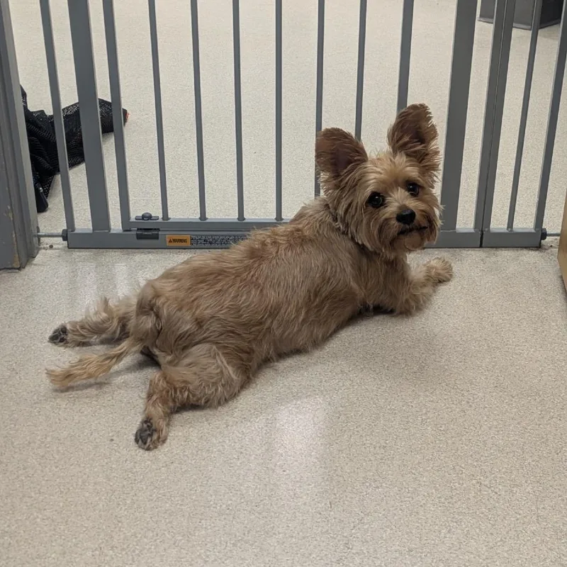 An adult small-sized female Golden Yorkshire Terrier dog named Nyla for adoption in Evansville, IN
