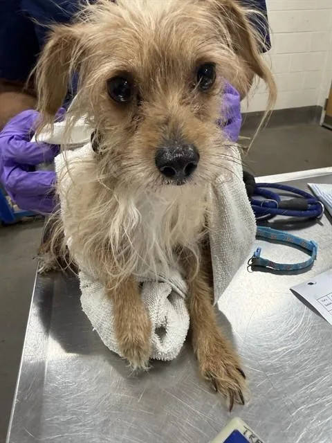 An adult small-sized male Chihuahua dog named Paul for adoption in Upper Marlboro, MD
