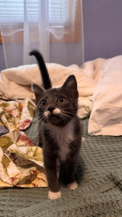 A baby medium-sized male Gray & White Domestic Short Hair cat named Woodman for adoption in Mokena, IL