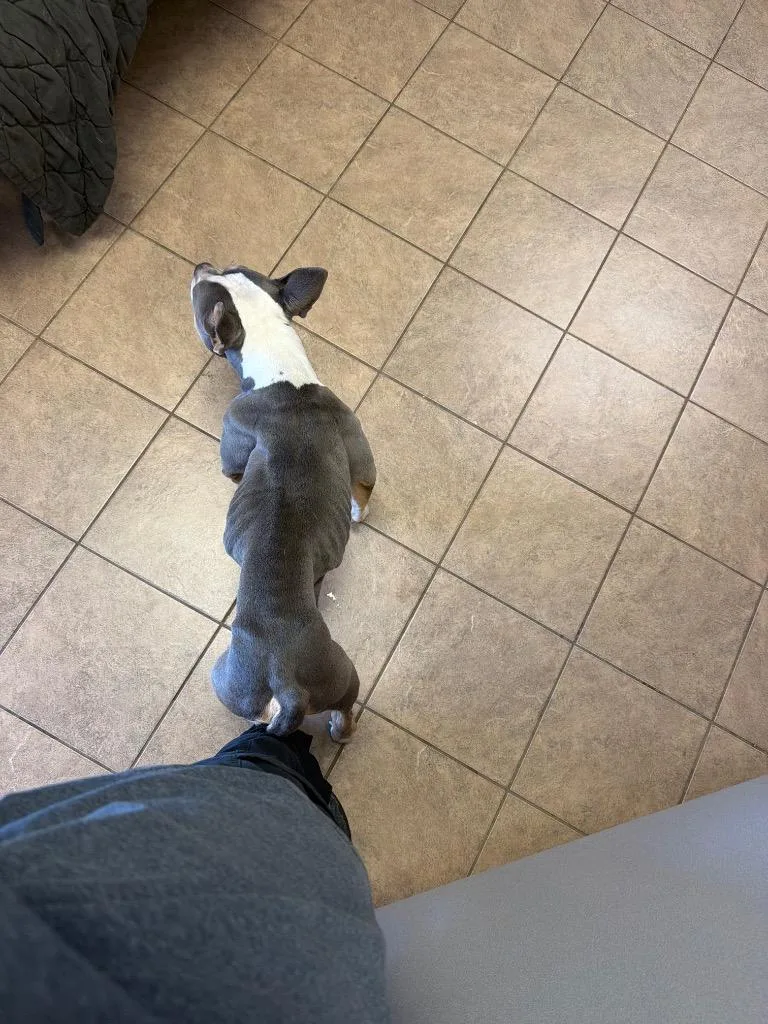 An adult medium-sized female American Bulldog dog named Bella for adoption in Marion, OH