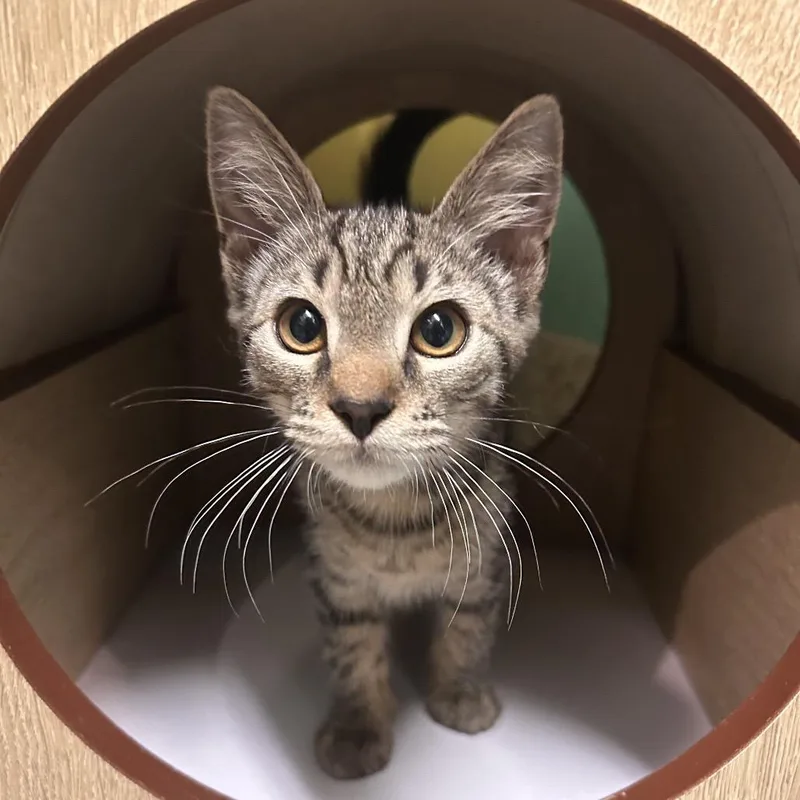 A baby small-sized male Brown / Chocolate Domestic Short Hair cat named Roy for adoption in Fresno, CA