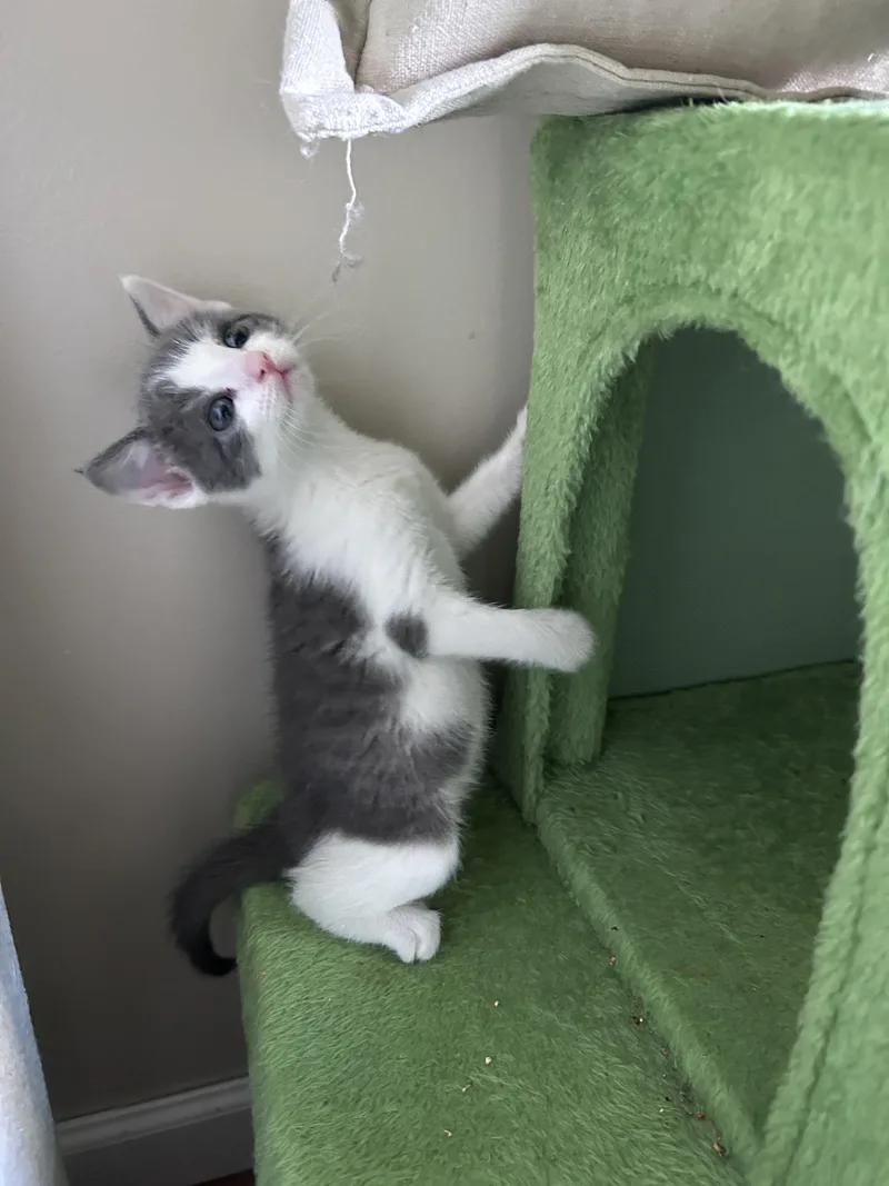A baby small-sized male Domestic Short Hair cat named Woody for adoption in BREINIGSVILLE, PA