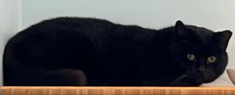 A senior medium-sized female Black Domestic Short Hair cat named Black Pepper for adoption in Cincinnati, OH