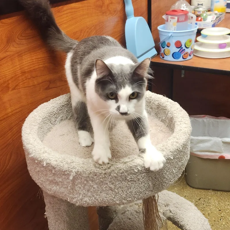 A baby small-sized male Maine Coon cat named Maddox for adoption in Buena Park, CA