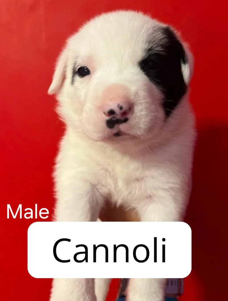 A baby medium-sized male Australian Cattle Dog / Blue Heeler dog named Cannoli for adoption in Lake Elsinore, CA