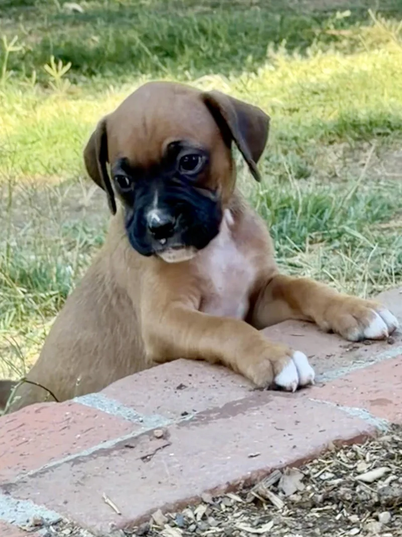A baby large-sized female Boxer dog named Vanillie for adoption in Capistrano Beach, CA
