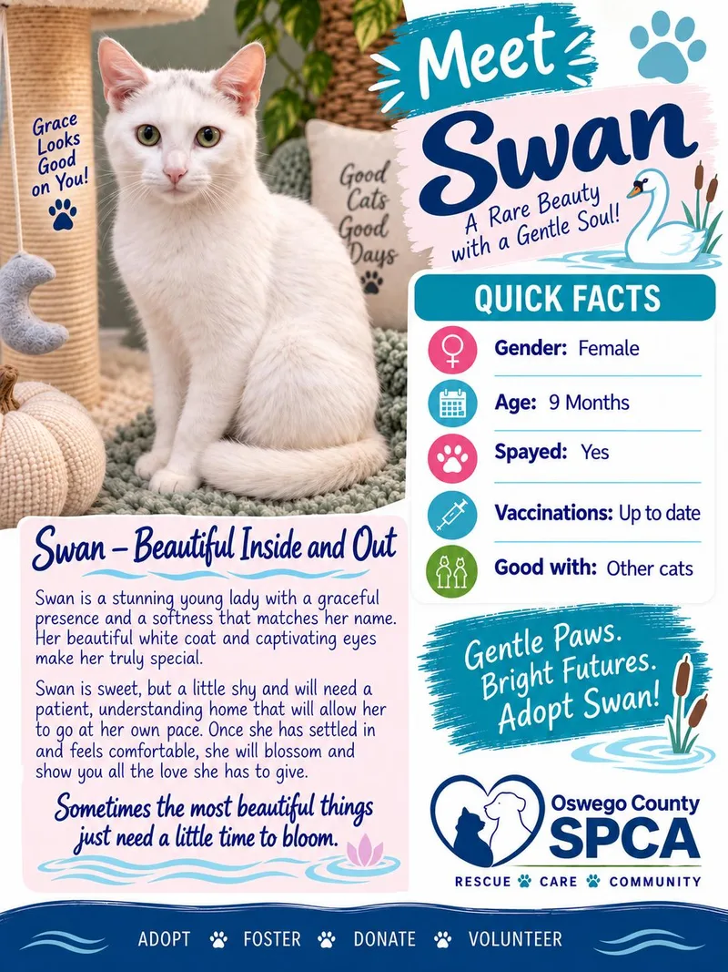 A young medium-sized female Domestic Short Hair cat named Swan for adoption in Fulton, NY