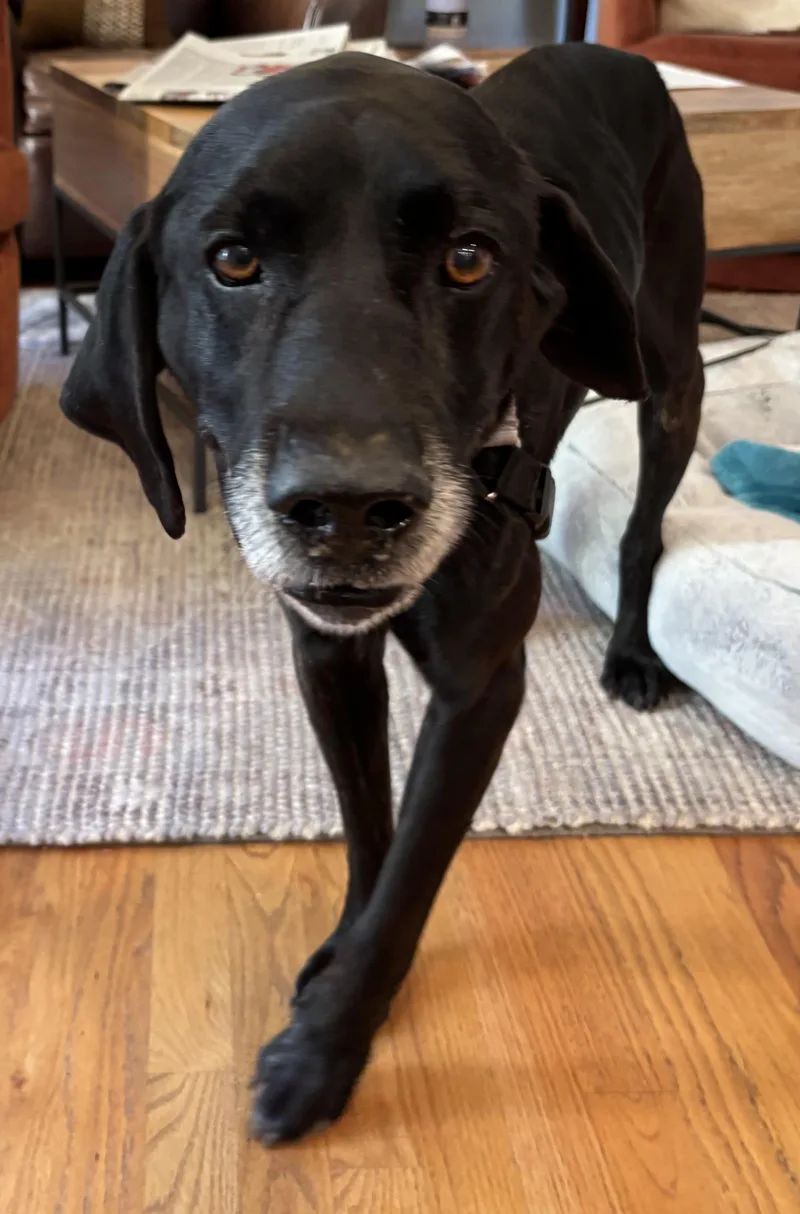 Bullwinkle thumbnail 2