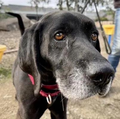 Bullwinkle thumbnail 4