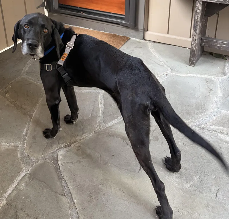 Bullwinkle thumbnail 5