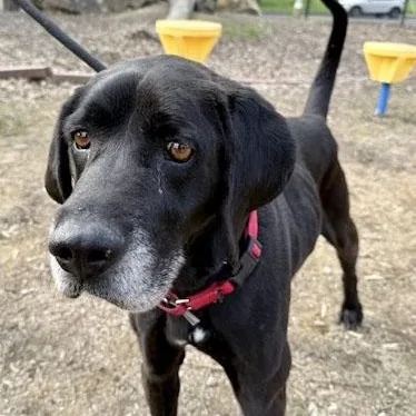 Bullwinkle thumbnail 6