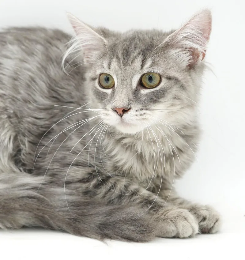 A baby small-sized male Tabby (Gray / Blue / Silver) Chinchilla cat named Tango is TERRRRIFIC for adoption in Bedford Hills, NY