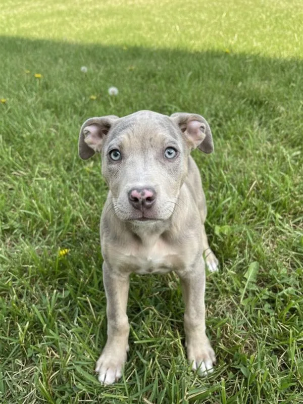A baby small-sized female Pit Bull Terrier dog named Rain for adoption in Salt Lake City, UT
