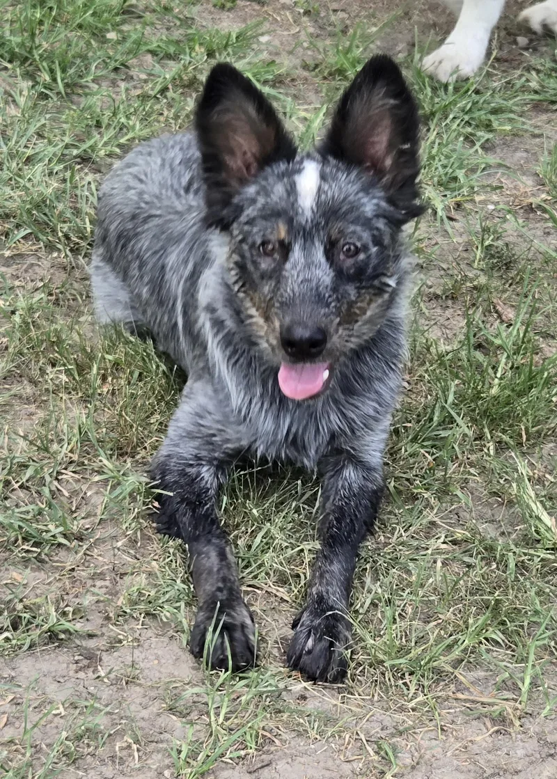 A young medium-sized male Australian Cattle Dog / Blue Heeler dog named Frisbee for adoption in Okemah, OK