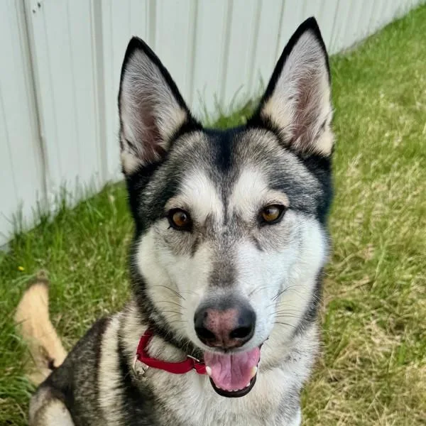 An adult medium-sized female Siberian Husky dog named Artemis for adoption in Golden, CO