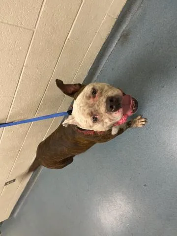 An adult large-sized male Mixed Breed dog named Boss for adoption in West Palm Beach, FL
