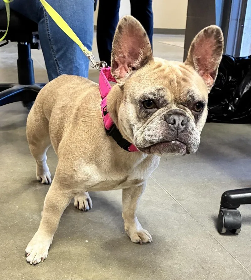 An adult small-sized female White / Cream French Bulldog dog named Jazzy for adoption in Mason City, IA