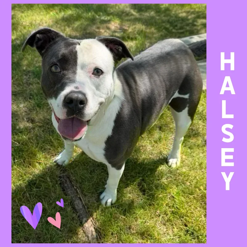 Halsey thumbnail 2