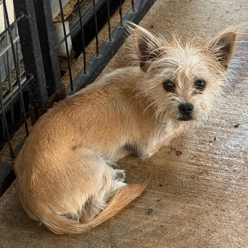 A young small-sized male White / Cream Yorkshire Terrier dog named Hubble for adoption in Lake Jackson, TX