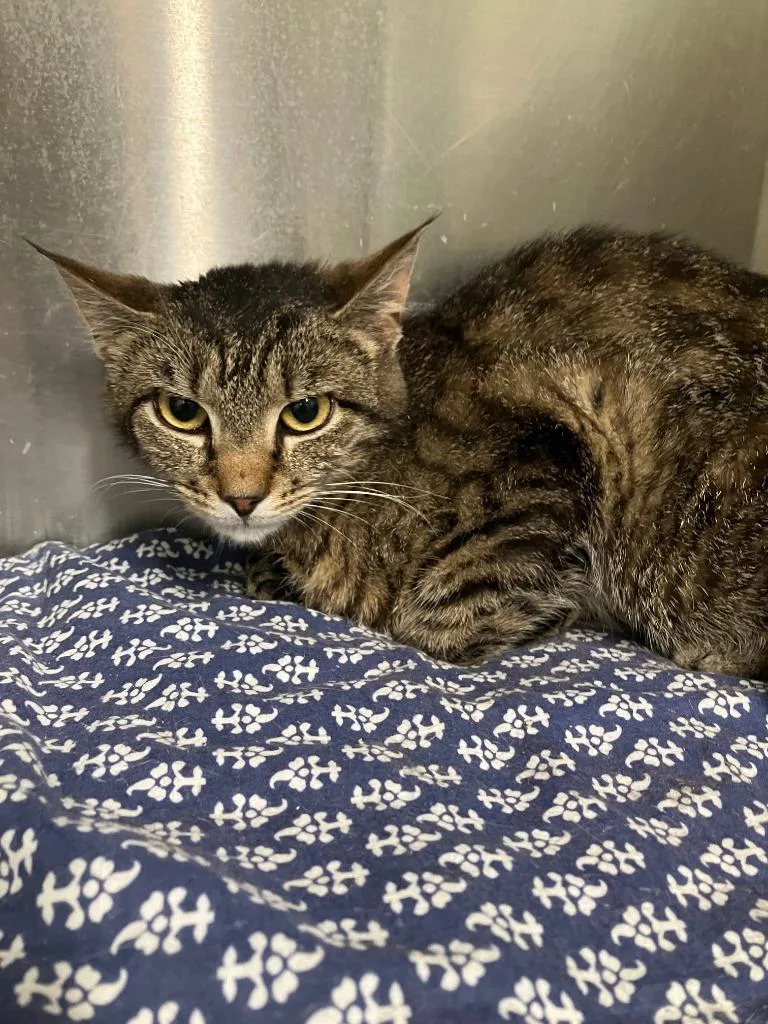 A baby small-sized female Domestic Short Hair cat named Buho for adoption in Lunenburg, MA