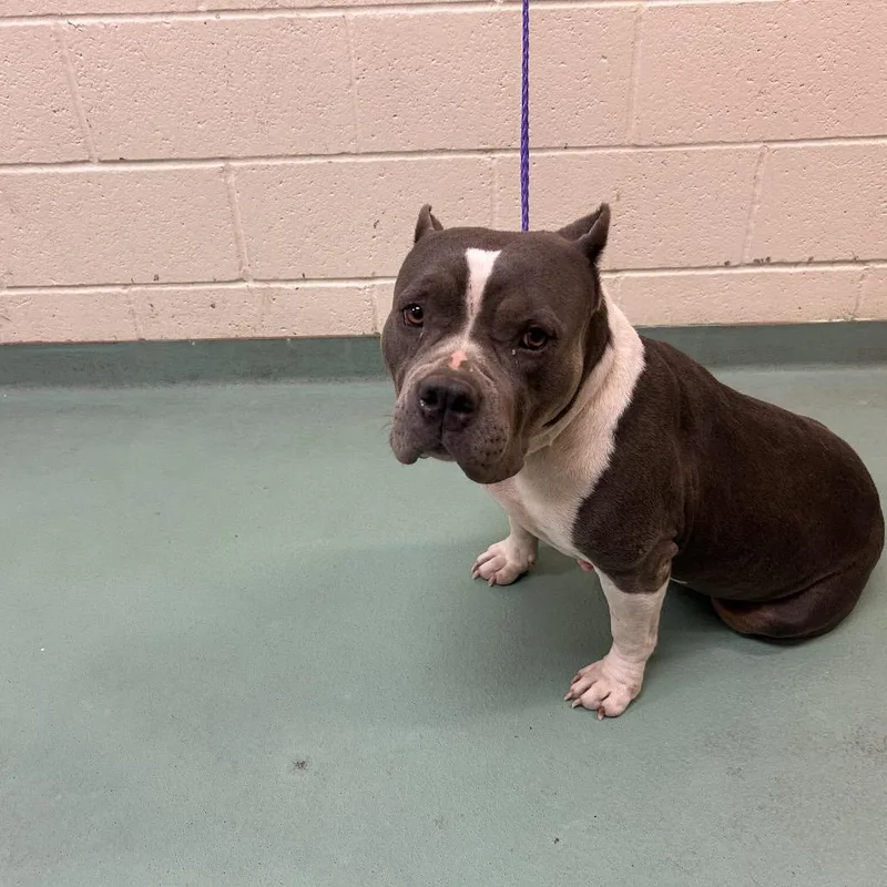 An adult large-sized female Gray / Blue / Silver Mixed Breed dog named Dottie for adoption in Memphis, TN