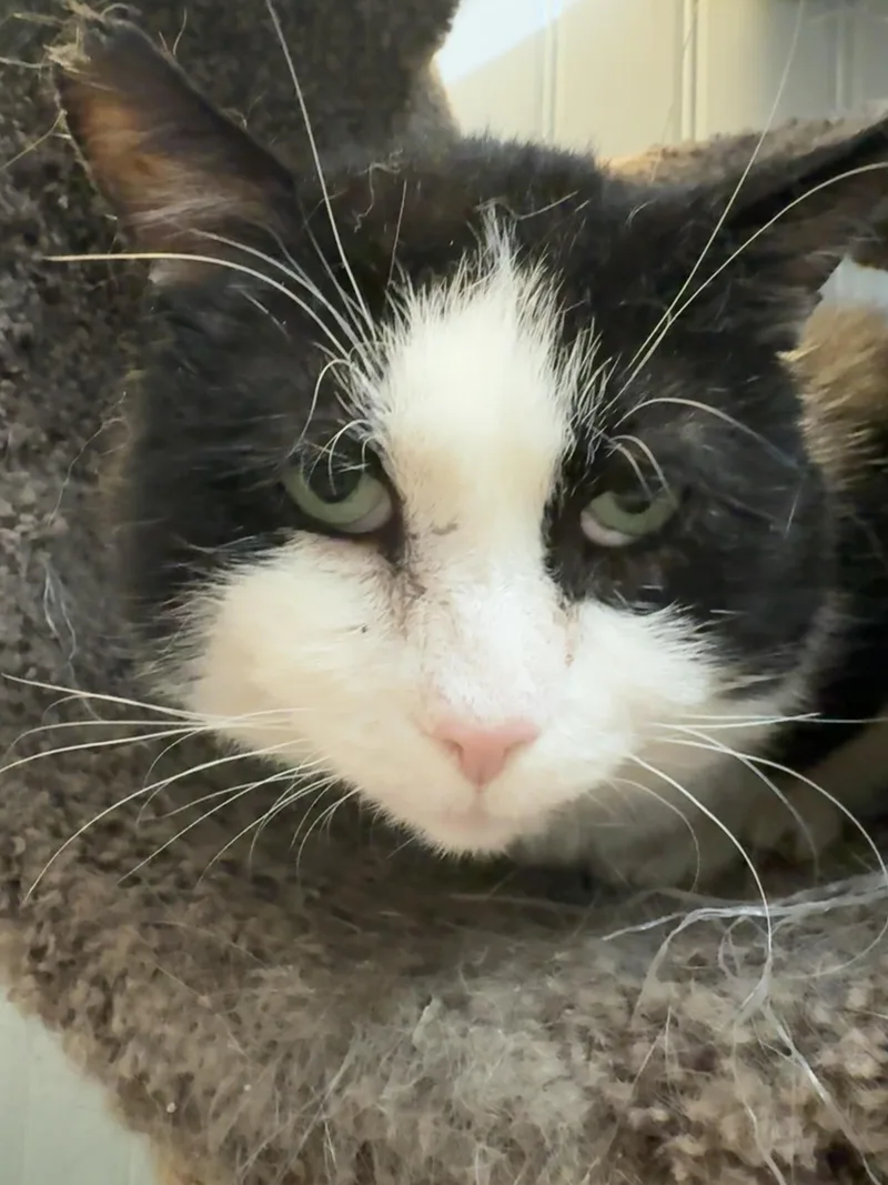 An adult large-sized male Black Domestic Short Hair cat named Sammy for adoption in Rochester, NY