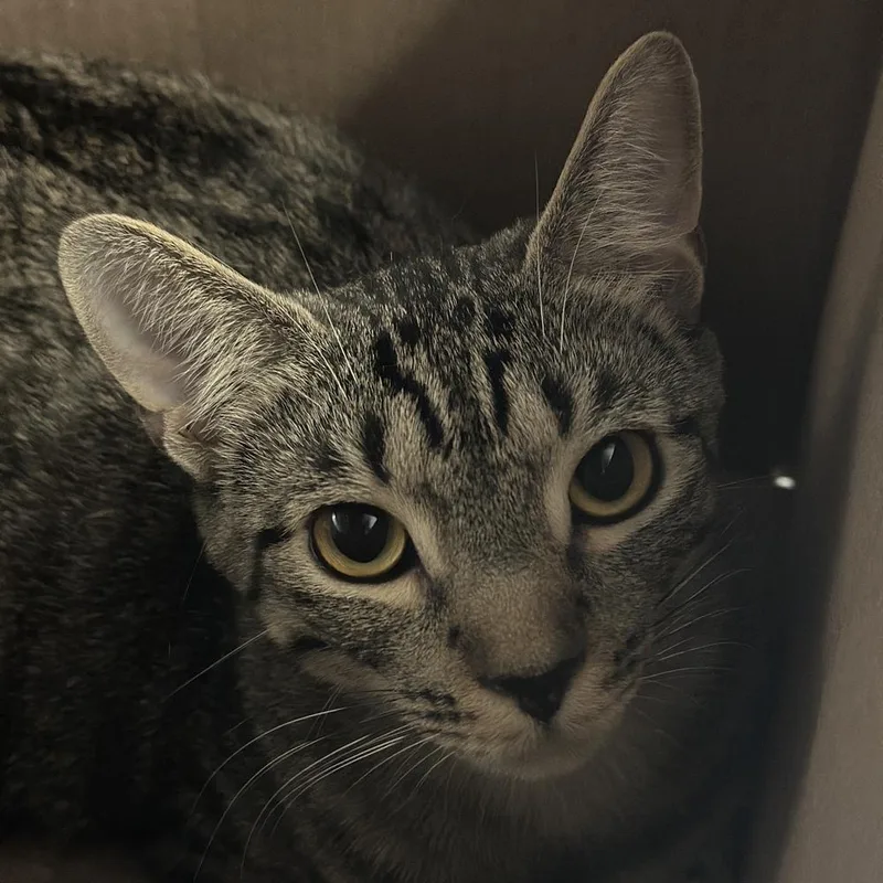An adult medium-sized female Tabby (Brown / Chocolate) Domestic Short Hair cat named Nova for adoption in Columbus, OH