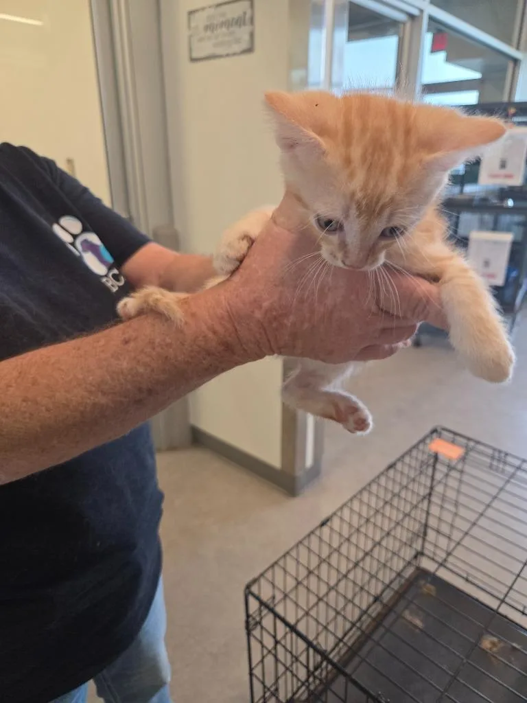 A baby small-sized male Domestic Short Hair cat named Carter for adoption in Bossier City, LA
