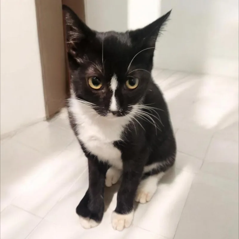 A baby small-sized female Domestic Short Hair cat named Sweetie Pie for adoption in Jupiter, FL