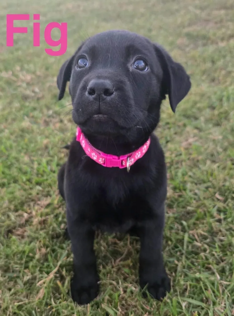 A baby medium-sized female Black Retriever dog named Fig for adoption in Pawleys Island, SC