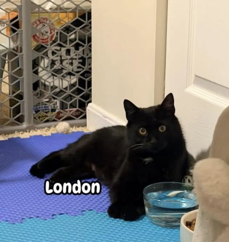 An adult medium-sized female Black Domestic Short Hair cat named London for adoption in Franklin, OH