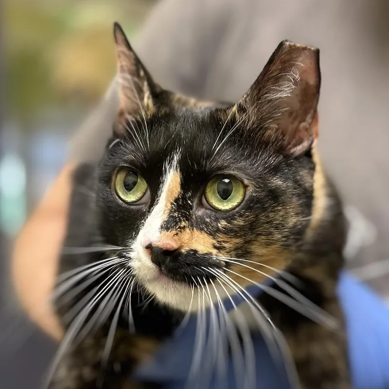 An adult large-sized female Calico Domestic Short Hair cat named Willow for adoption in Charlottesville, VA