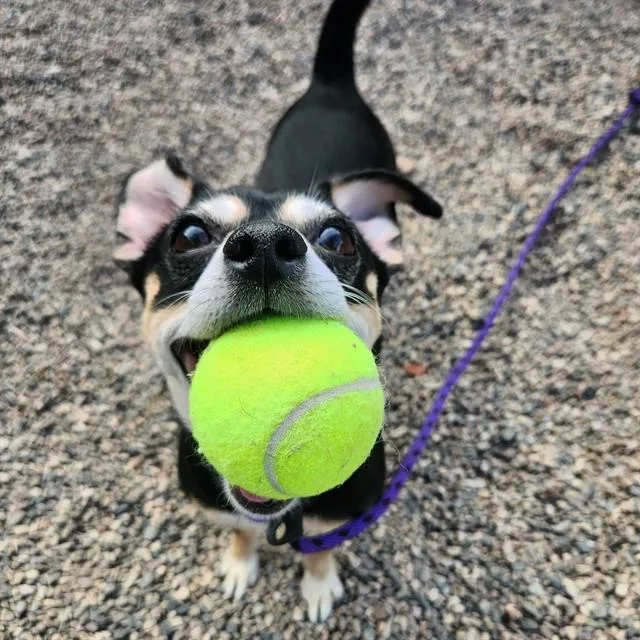 An adult small-sized male Chihuahua dog named Rufus for adoption in Phoenix, AZ
