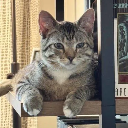 A young small-sized male Gray / Blue / Silver Domestic Short Hair cat named Pinto for adoption in Atlanta, GA