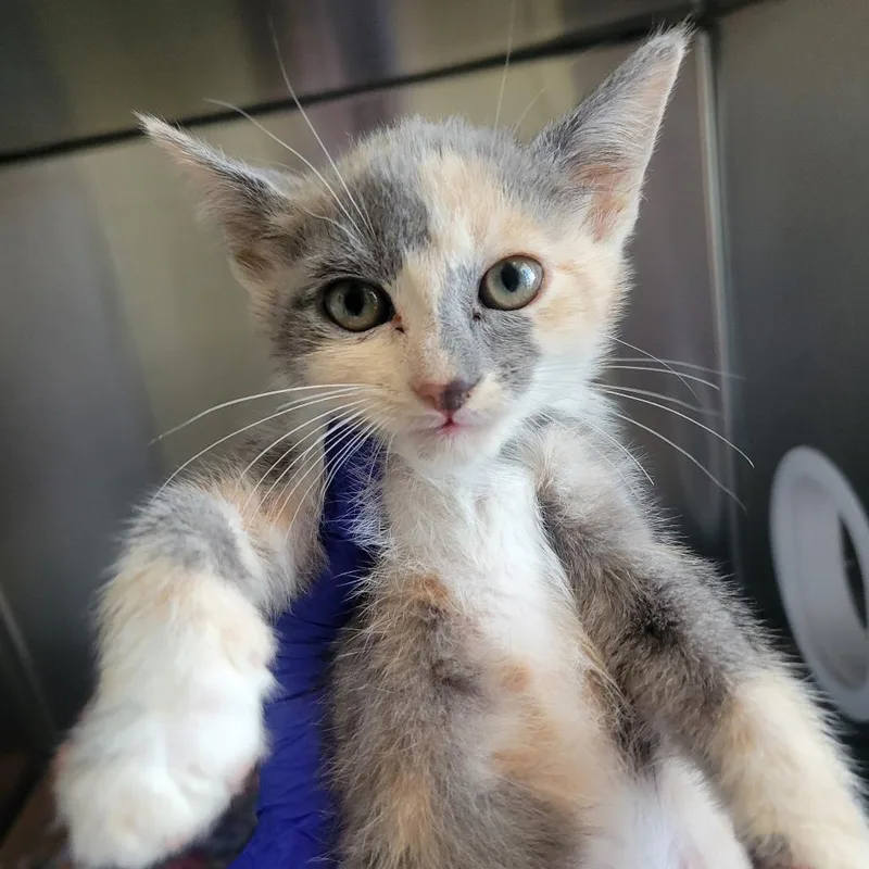 A baby small-sized female Tortoiseshell Domestic Short Hair cat named Craft for adoption in Westminster, CA