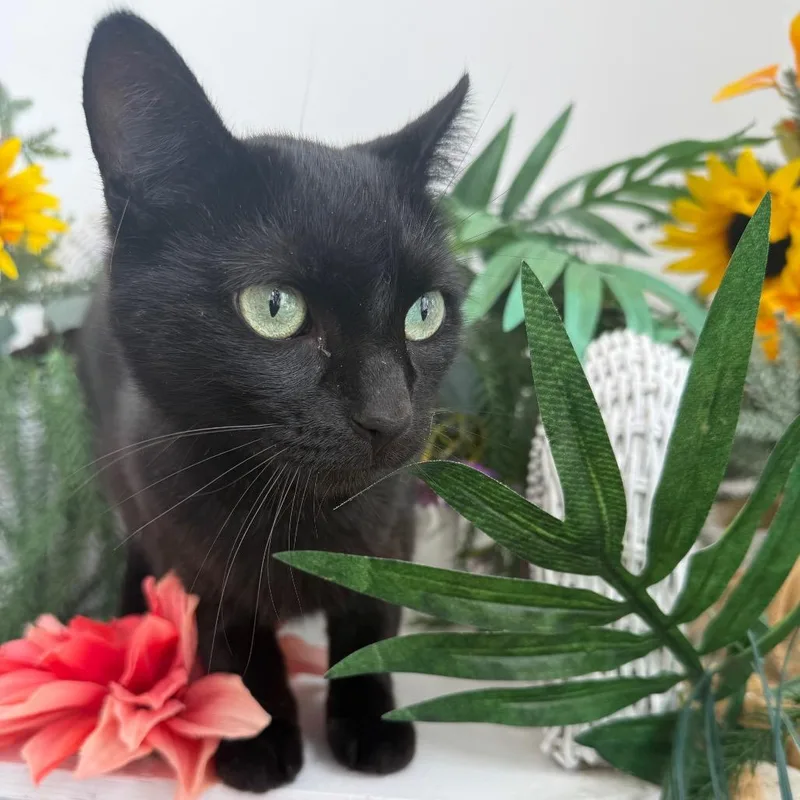 An adult medium-sized male Black Domestic Short Hair cat named Dahlia Garden FIV+ for adoption in Eaton Rapids, MI