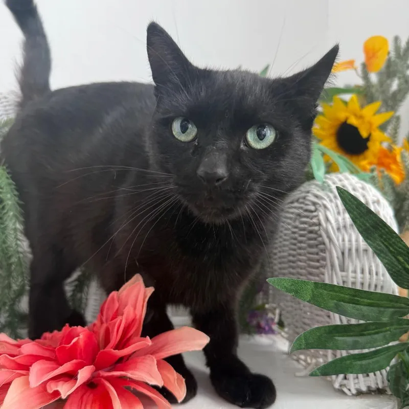 Dahlia Garden FIV+ thumbnail 2