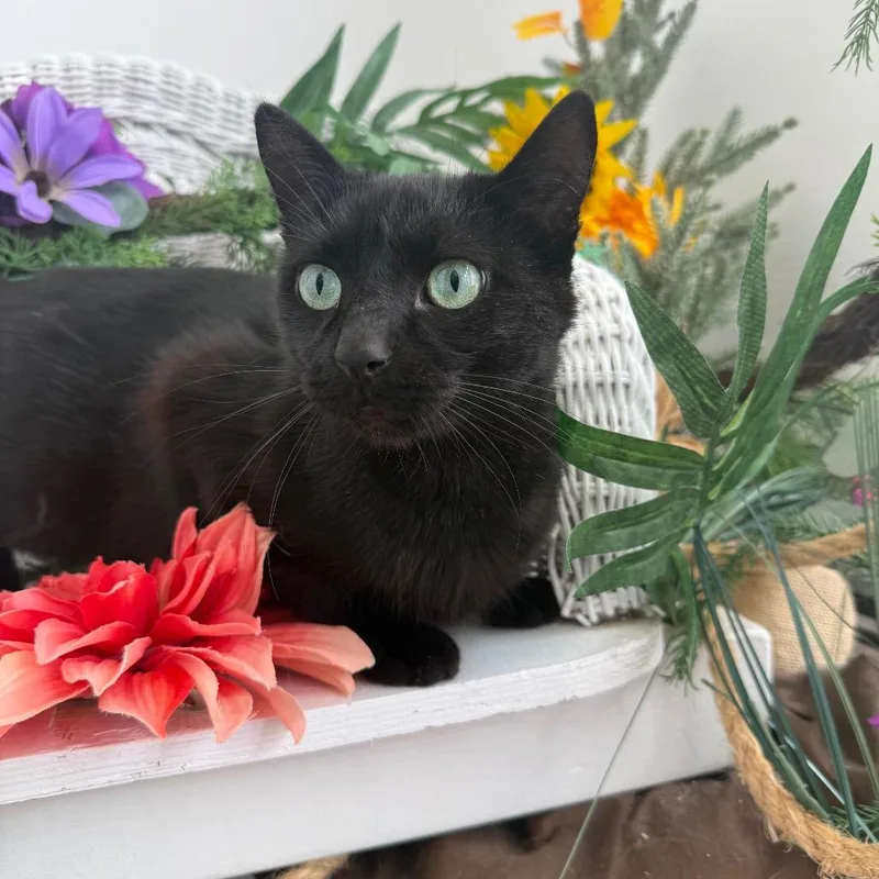 Dahlia Garden FIV+ thumbnail 3