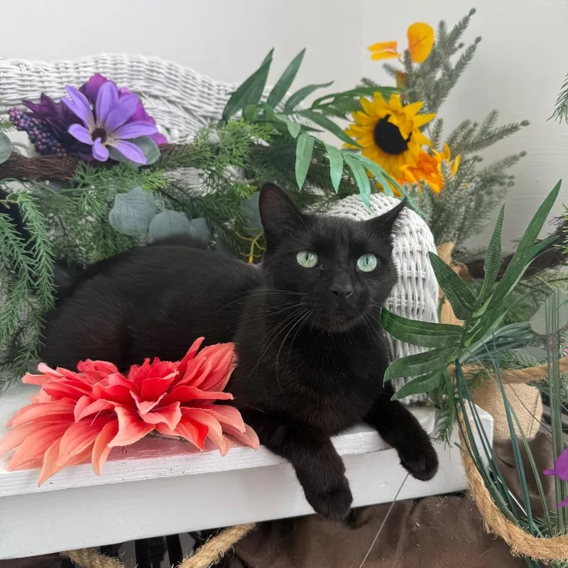 Dahlia Garden FIV+ thumbnail 4