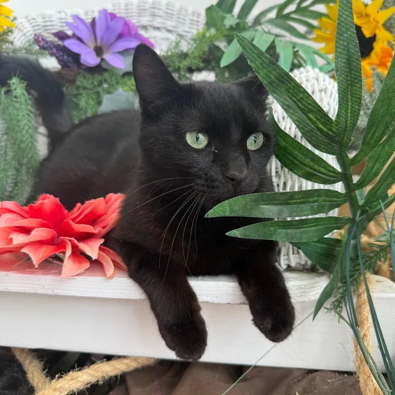 Dahlia Garden FIV+ thumbnail 5