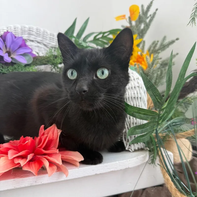 Dahlia Garden FIV+ thumbnail 6