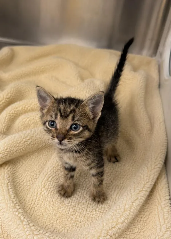 A baby small-sized male Domestic Short Hair cat named Milo for adoption in Lafayette, LA