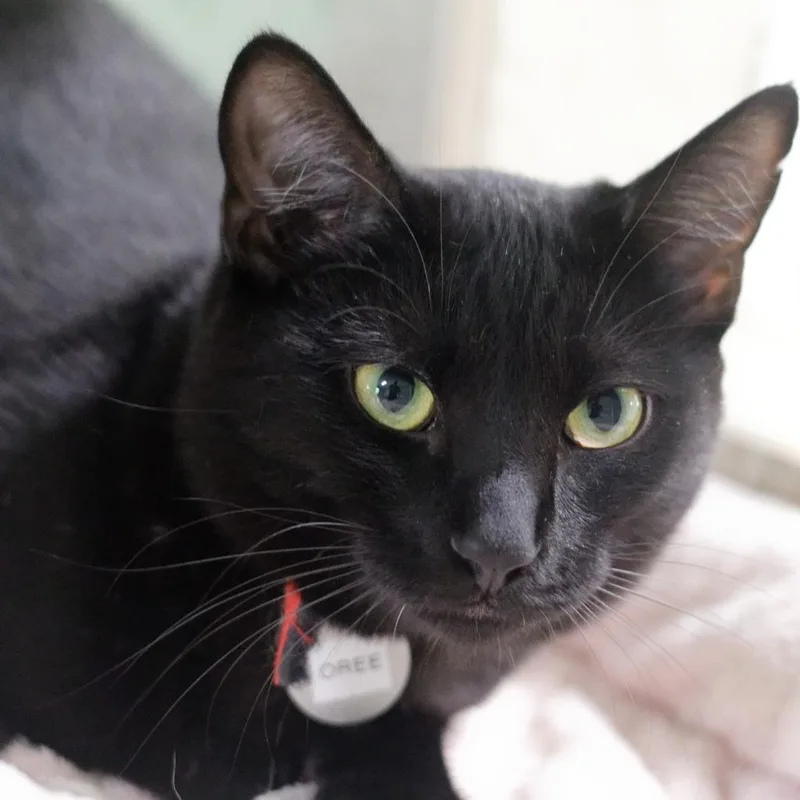A baby medium-sized female Domestic Short Hair cat named Oree for adoption in Hot Springs, AR