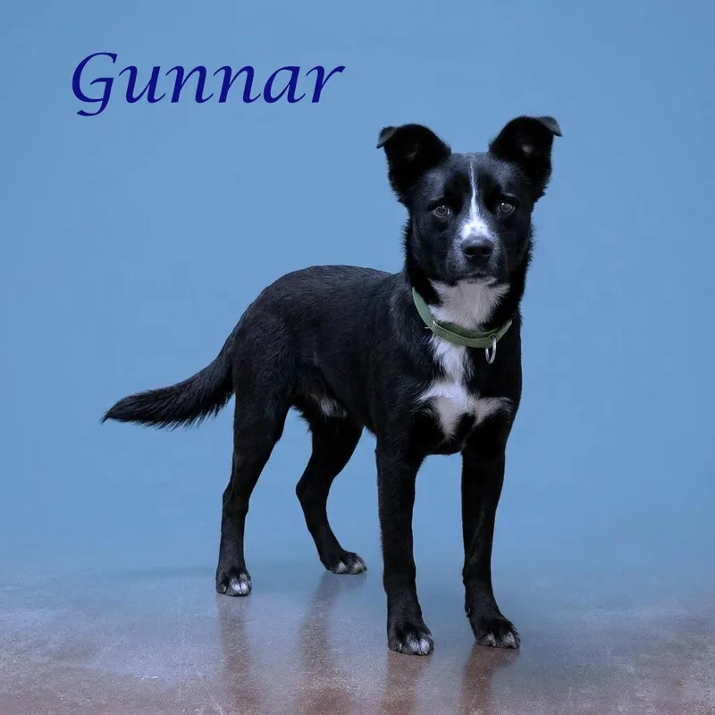 Gunnar D