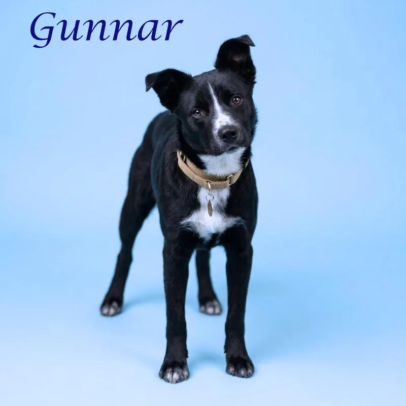 Gunnar D thumbnail 2