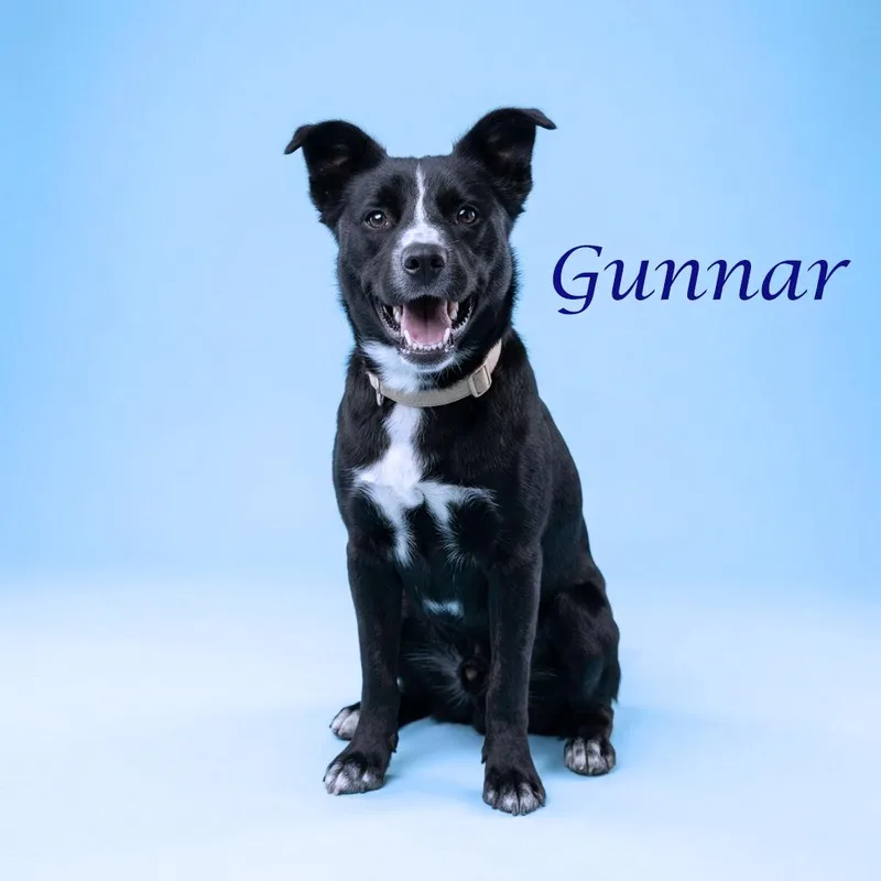 Gunnar D thumbnail 3