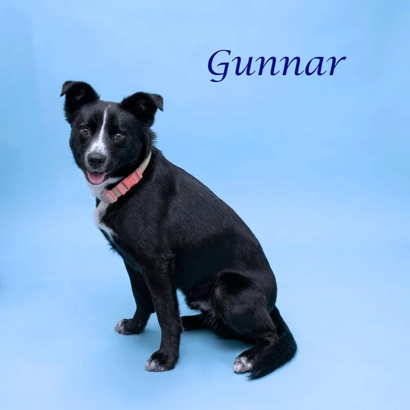 Gunnar D thumbnail 4